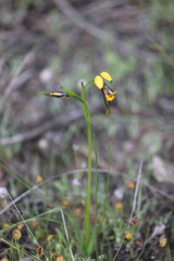 Diuris palustris