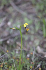 Diuris palustris