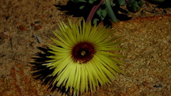 Cephalophyllum pillansii
