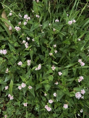 Persicaria runcinata