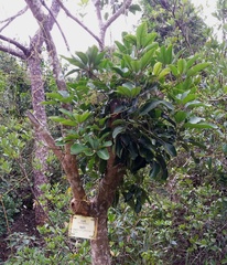 Heptapleurum heptaphyllum