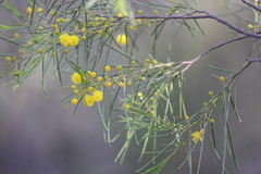 Acacia euthycarpa
