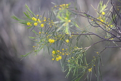 Acacia euthycarpa
