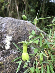 Codonopsis kawakamii