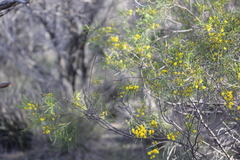 Acacia euthycarpa