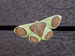 Plutodes