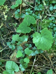 Tiarella stolonifera