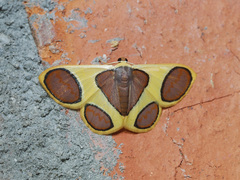 Plutodes