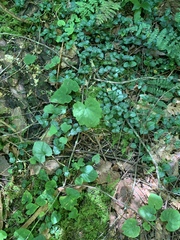 Tiarella stolonifera