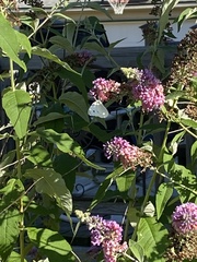 Pieris rapae