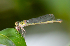 Enallagma cardenium