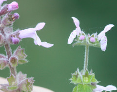 Stachys rigida