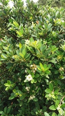 Syzygium buxifolium