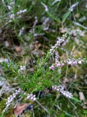 Calluna vulgaris