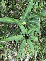 Paris polyphylla stenophylla