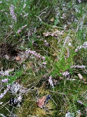 Calluna vulgaris