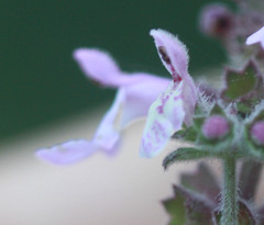 Stachys rigida