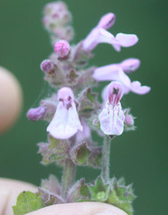 Stachys rigida