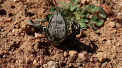 Colchicum circinatum