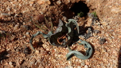 Colchicum circinatum