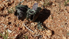 Colchicum circinatum