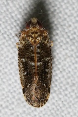 Catonia