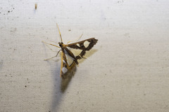 Glyphodes bivitralis