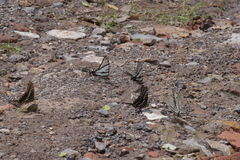 Protographium epidaus
