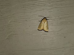Marimatha nigrofimbria