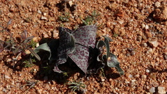 Colchicum circinatum