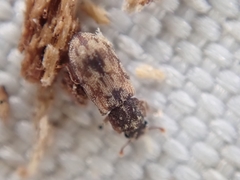 Synchita undata