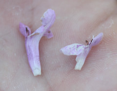 Stachys rigida