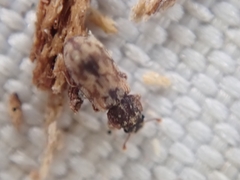 Synchita undata