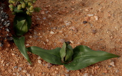 Colchicum scabromarginatum