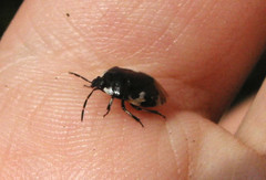 Tritomegas bicolor