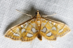 Pseudopyrausta marginalis