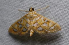 Pseudopyrausta marginalis