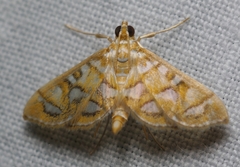 Pseudopyrausta marginalis
