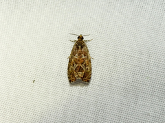 Olethreutes permundana