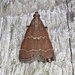 Rusty Heliades Moth - Photo (c) John Trent, some rights reserved (CC BY-NC-ND), uploaded by John Trent