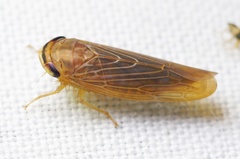 Chlorotettix necopinus