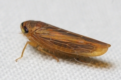 Chlorotettix necopinus