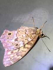 Neope goschkevitschii