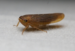 Chlorotettix necopinus