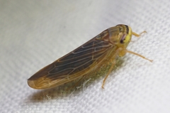 Chlorotettix necopinus