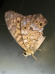 Neope goschkevitschii