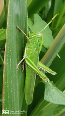 Chondracris