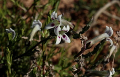 Cyphia longiflora