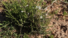 Cyphia longiflora