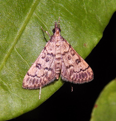 Dolicharthria bruguieralis